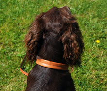 Pear Tannery Soft Padded Leather Dog Collar